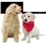 Discount Pet Meds coupons and promo codes