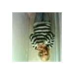 Dunny Gun coupons and promo codes