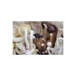 Far West Fungi coupons and promo codes