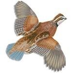 Kevin's Fine Outdoor Gear and Apparel coupons and promo codes