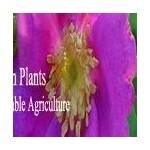 Organicheirloomplants.com coupons and promo codes