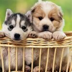 Pawpitysnobs coupons and promo codes