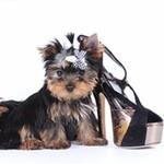 Pet Modern coupons and promo codes