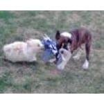 Toyfuzz.com coupons and promo codes