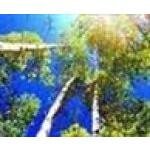 Treesforachange.com coupons and promo codes